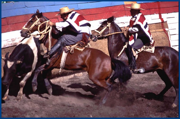 6° Tema" El rodeo" Rodeo